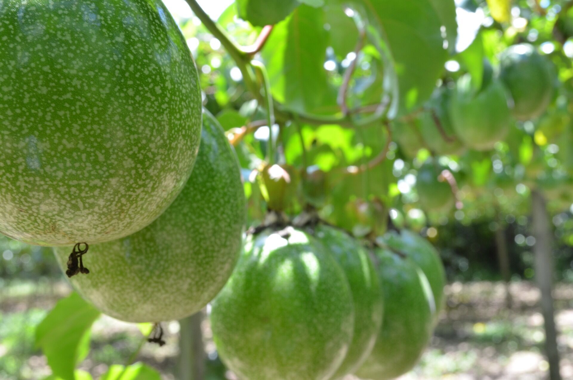How to grow a passion fruit analog at home in the garden: instructions