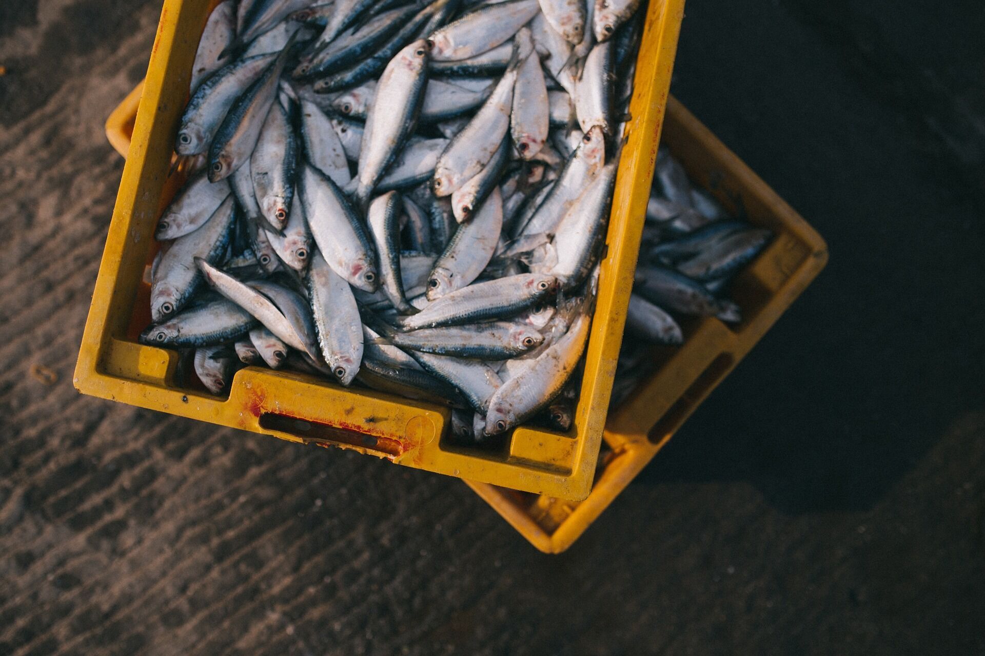 Atlantic herring