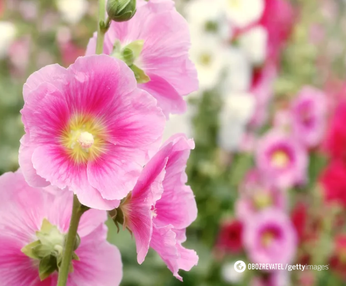 Ideal for a garden: how to properly care for hollyhocks