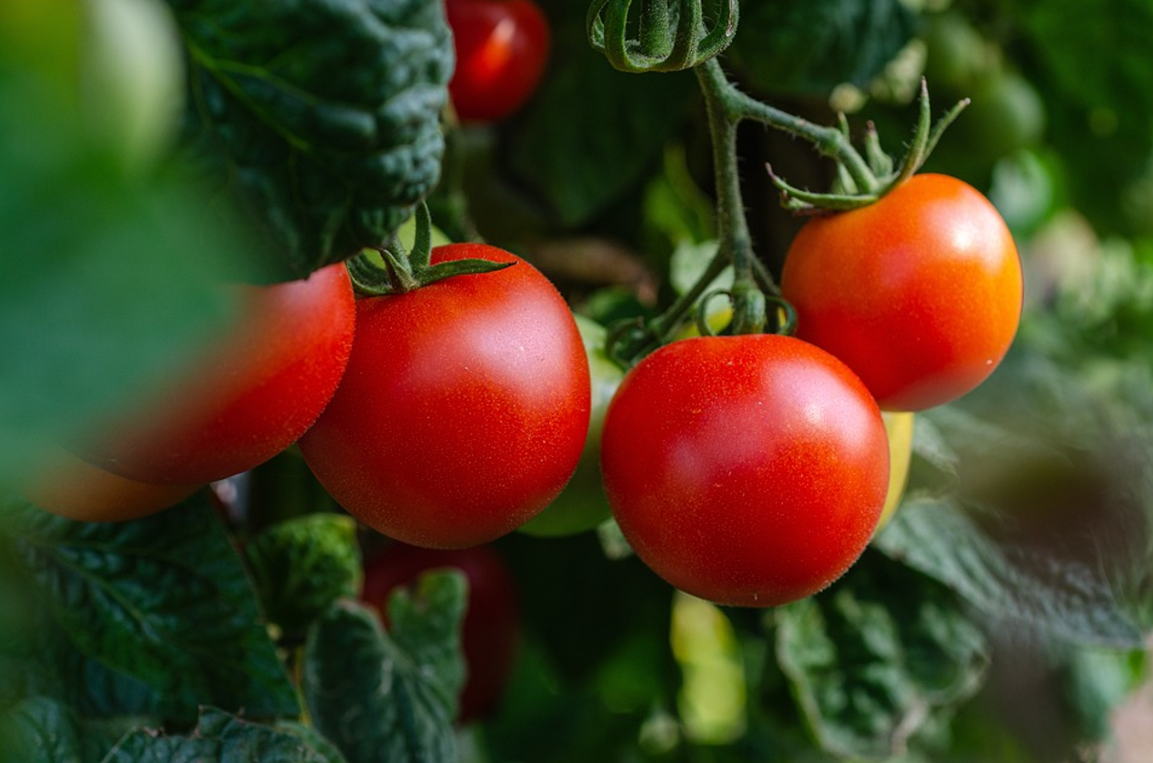 Which tomatoes cannot be preserved