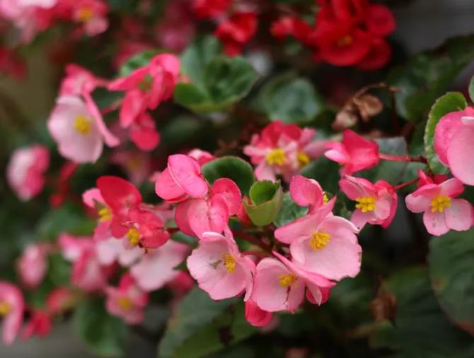 You can lose forever: which plants should not be pruned in summer