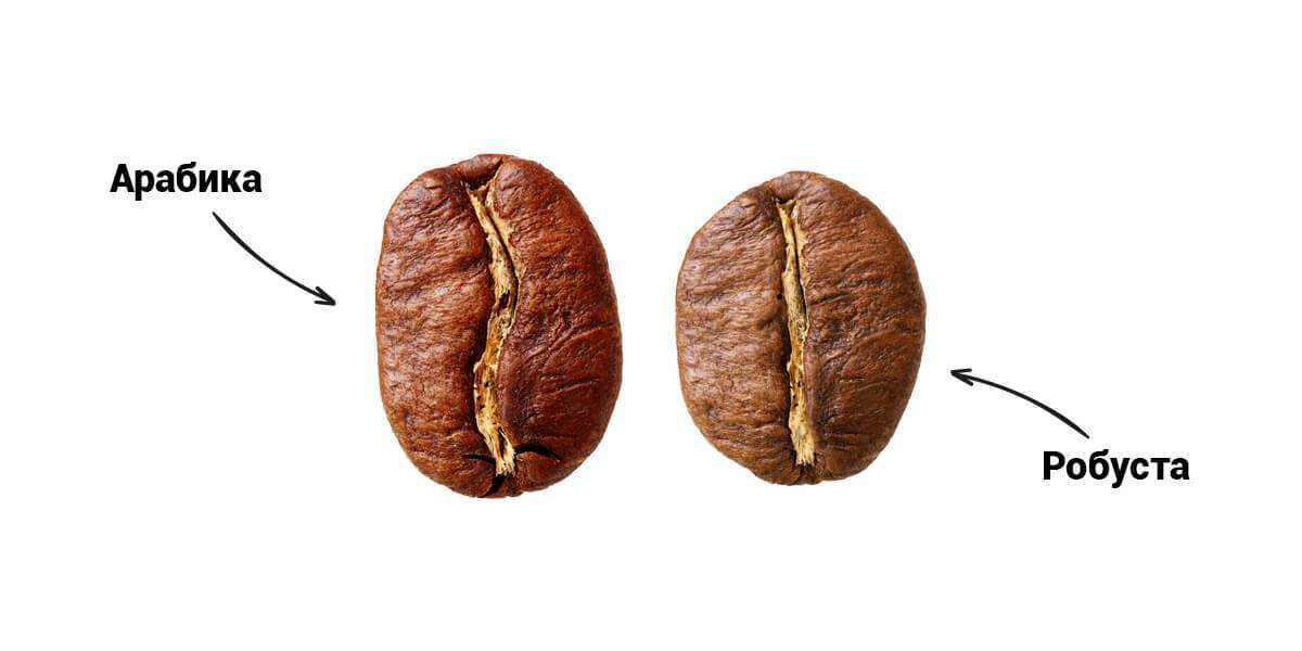 Arabica and Robusta the difference