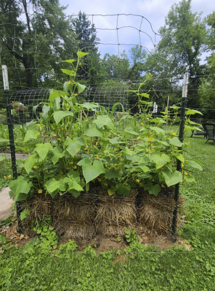 How to make straw bale flower beds if there is no soil: an interesting alternative