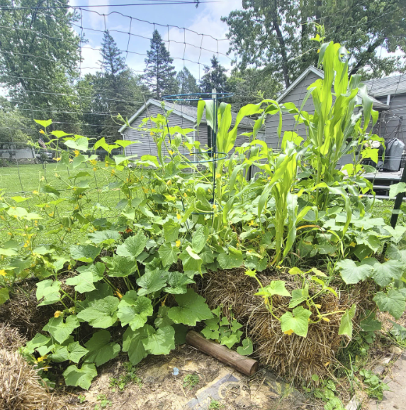 How to make straw bale flower beds if there is no soil: an interesting alternative