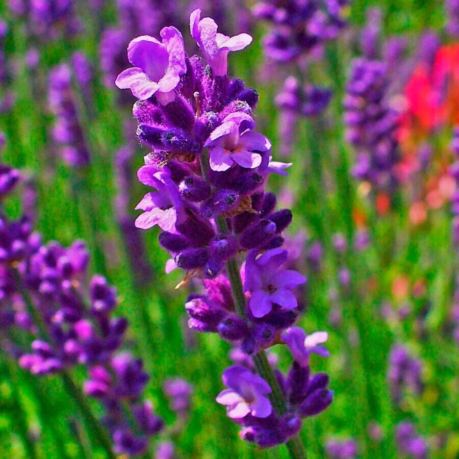 The best garden flowers for hot summers: they can withstand even the most abnormal droughts