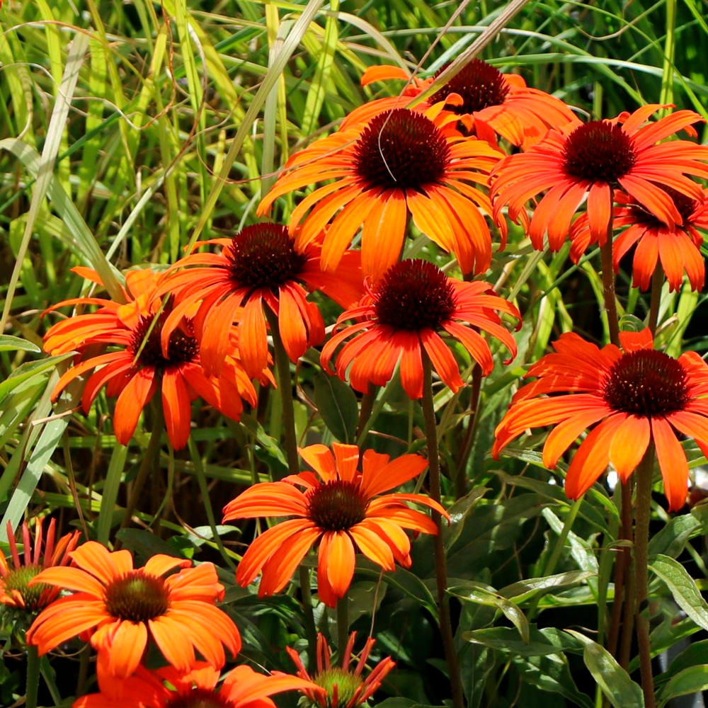 The best garden flowers for hot summers: they can withstand even the most abnormal droughts