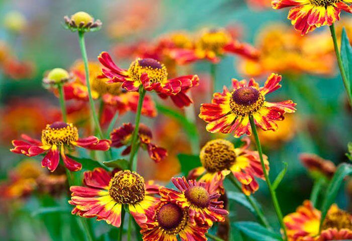 The best garden flowers for hot summers: they can withstand even the most abnormal droughts