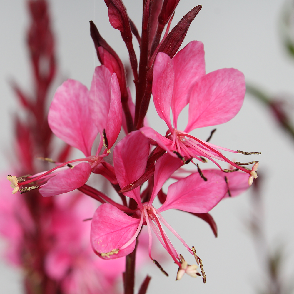 The best garden flowers for hot summers: they can withstand even the most abnormal droughts