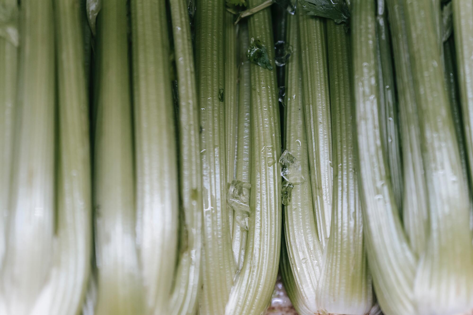 Fresh celery