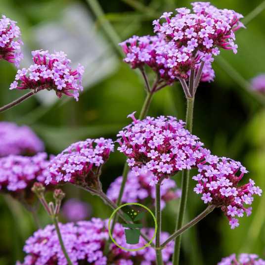 The best garden flowers for hot summers: they can withstand even the most abnormal droughts