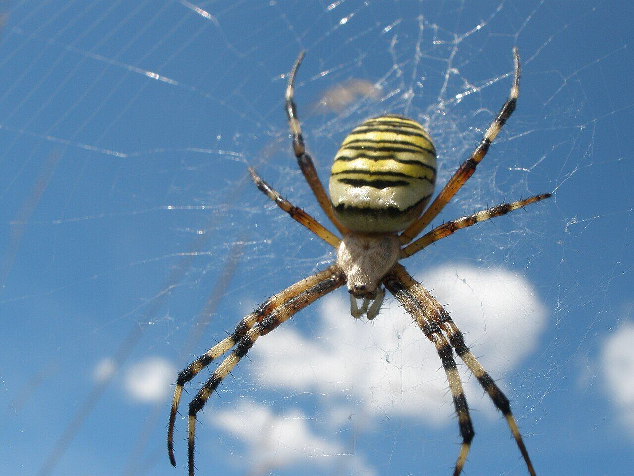 Poisonous wasp spider spotted near Kyiv: which group of people should avoid them. Photo