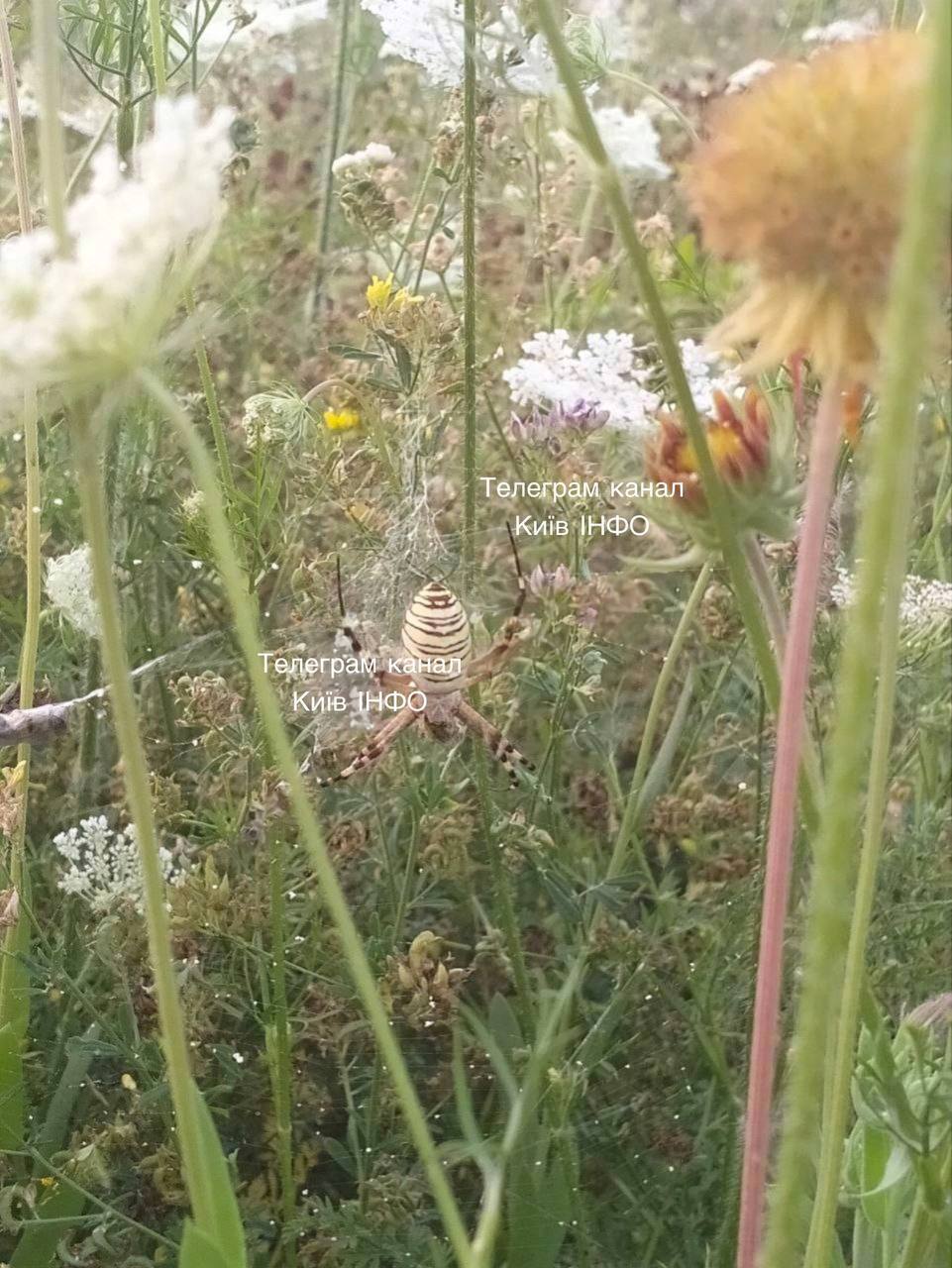 Poisonous wasp spider spotted near Kyiv: which group of people should avoid them. Photo