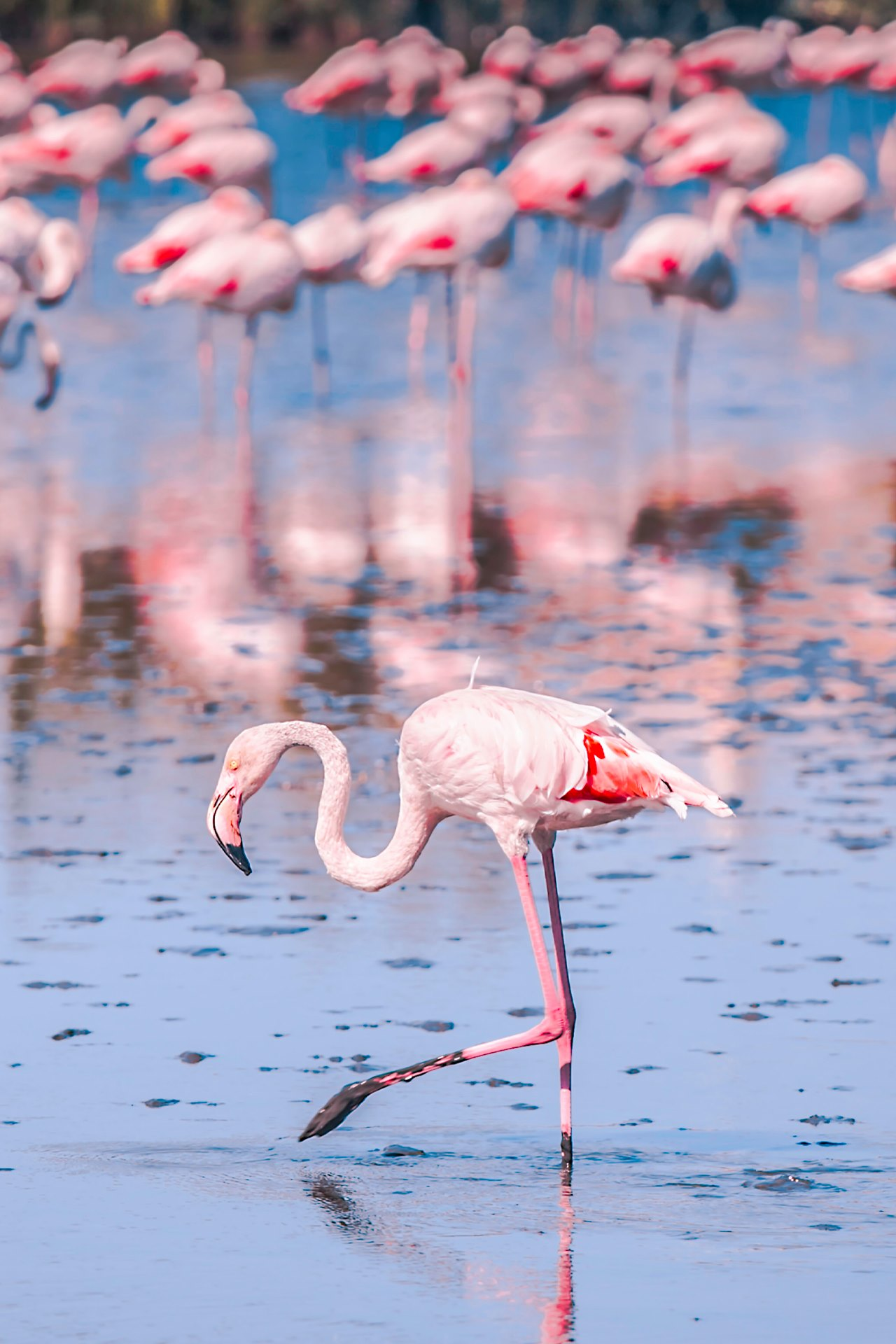 The Pink Lake in Spain impresses with its beauty and health benefits: how to get there