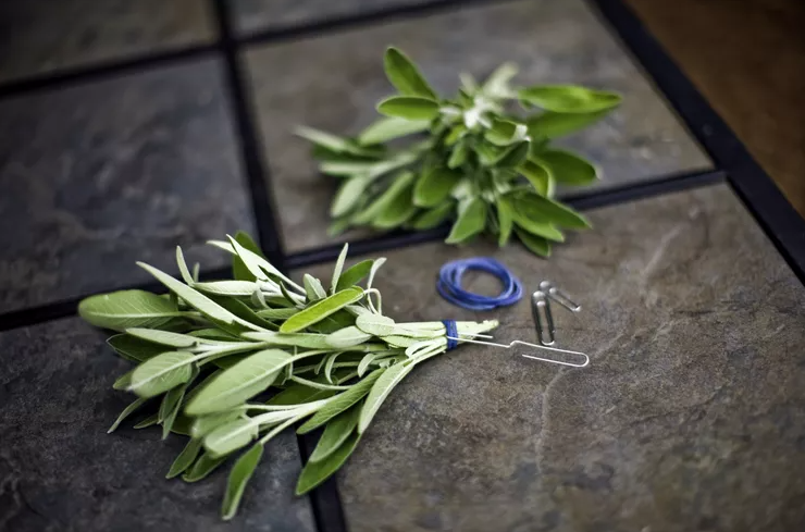 When to harvest sage: how to store the aromatic plant