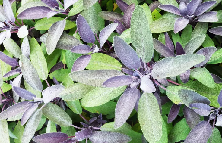 When to harvest sage: how to store the aromatic plant