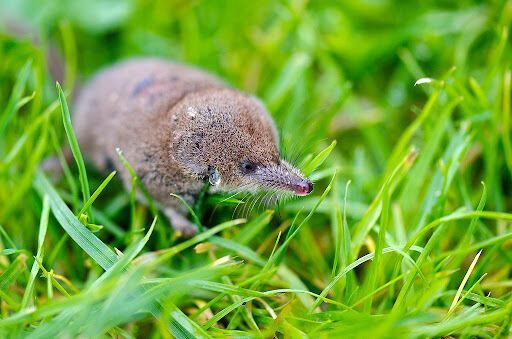 How to keep shrews away from the garden: a proven method