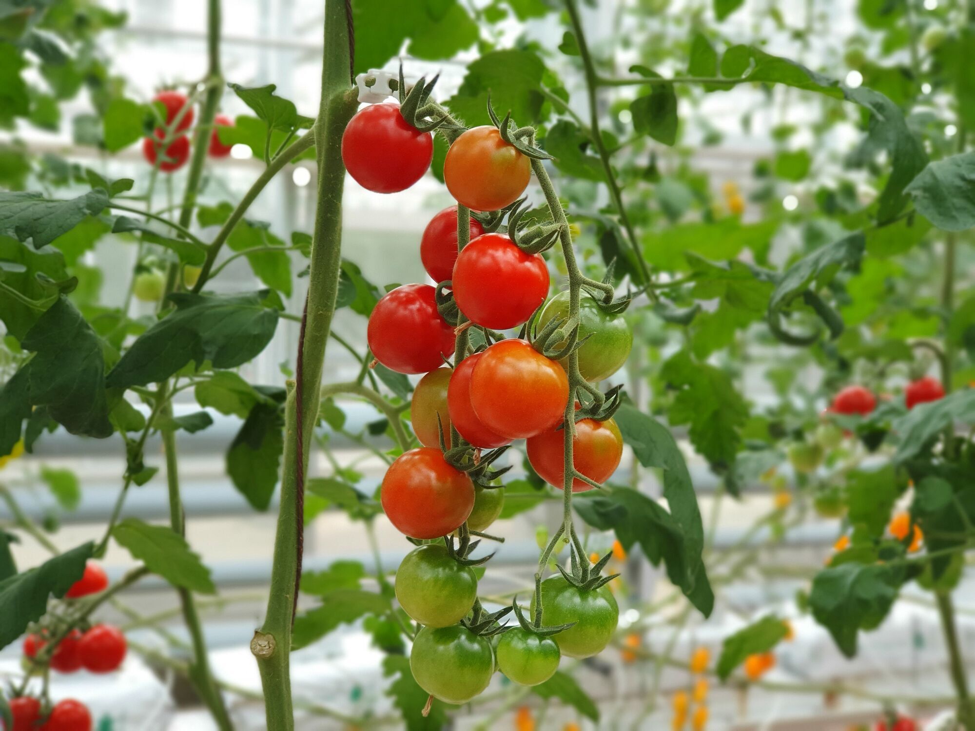 Why tomato flowers fall off and how to save the harvest