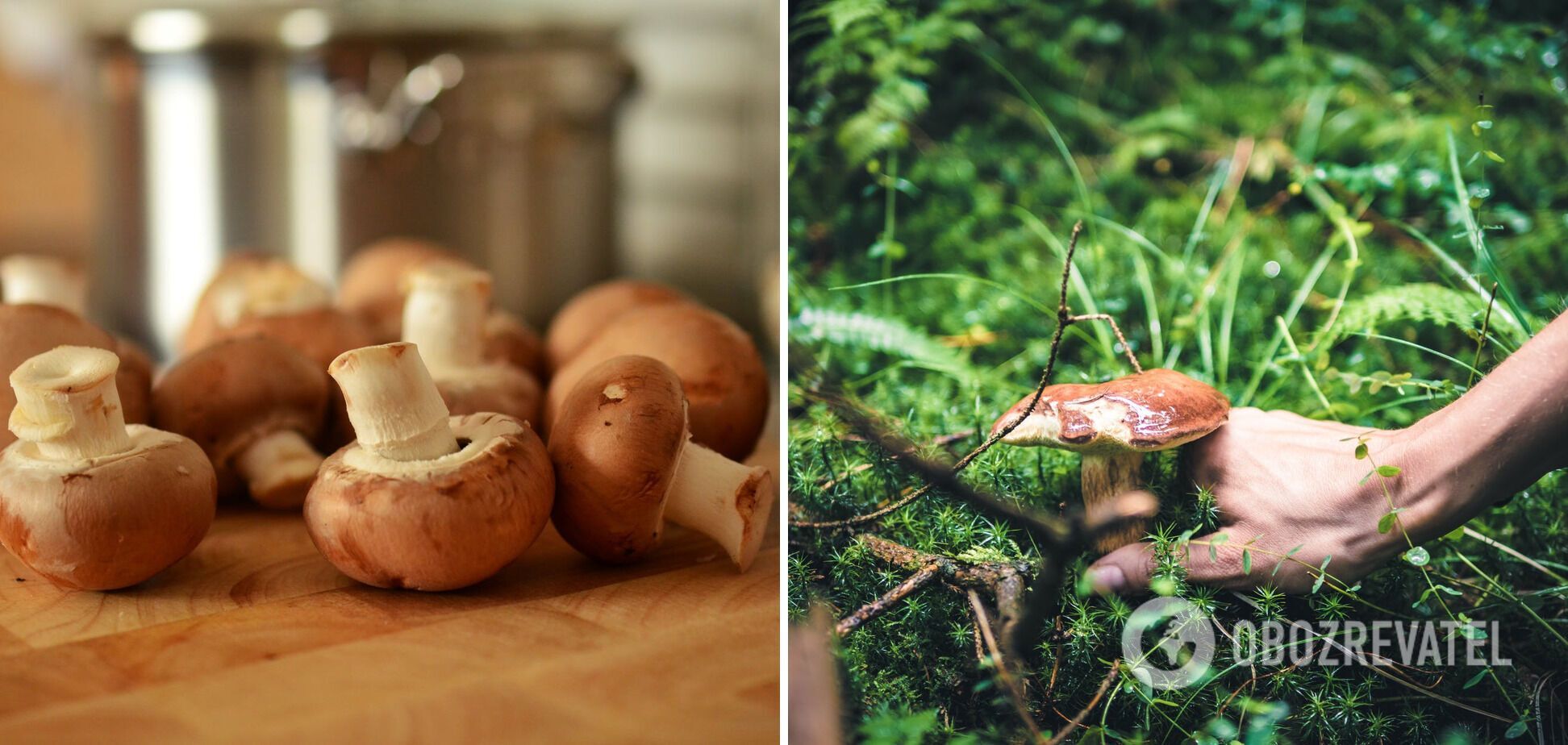 Dangerous product - wild mushrooms