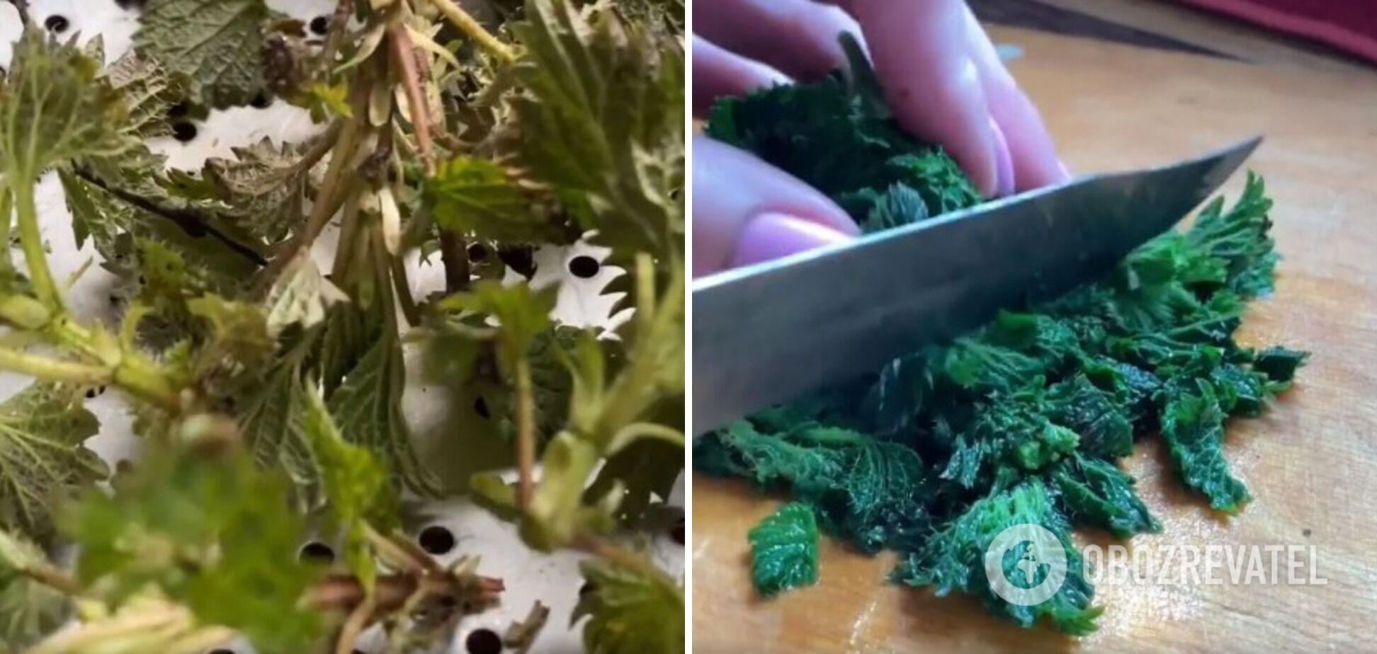 How to use nettles in recipes