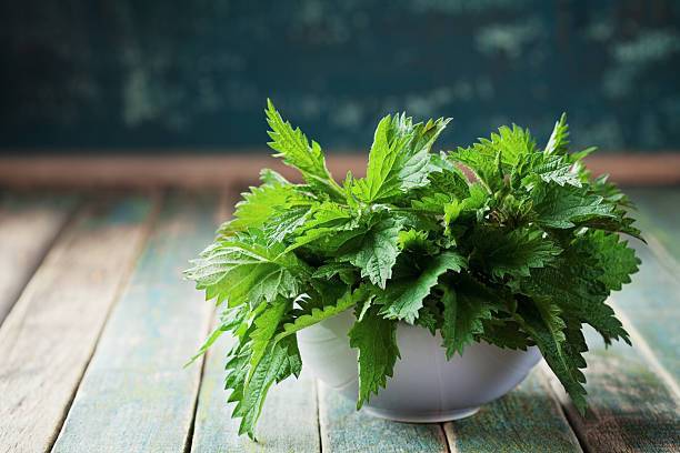 What to prepare with nettles