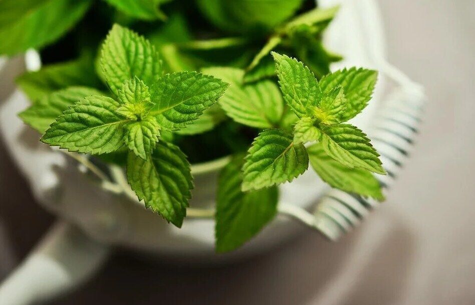 How to make mint jam for the winter