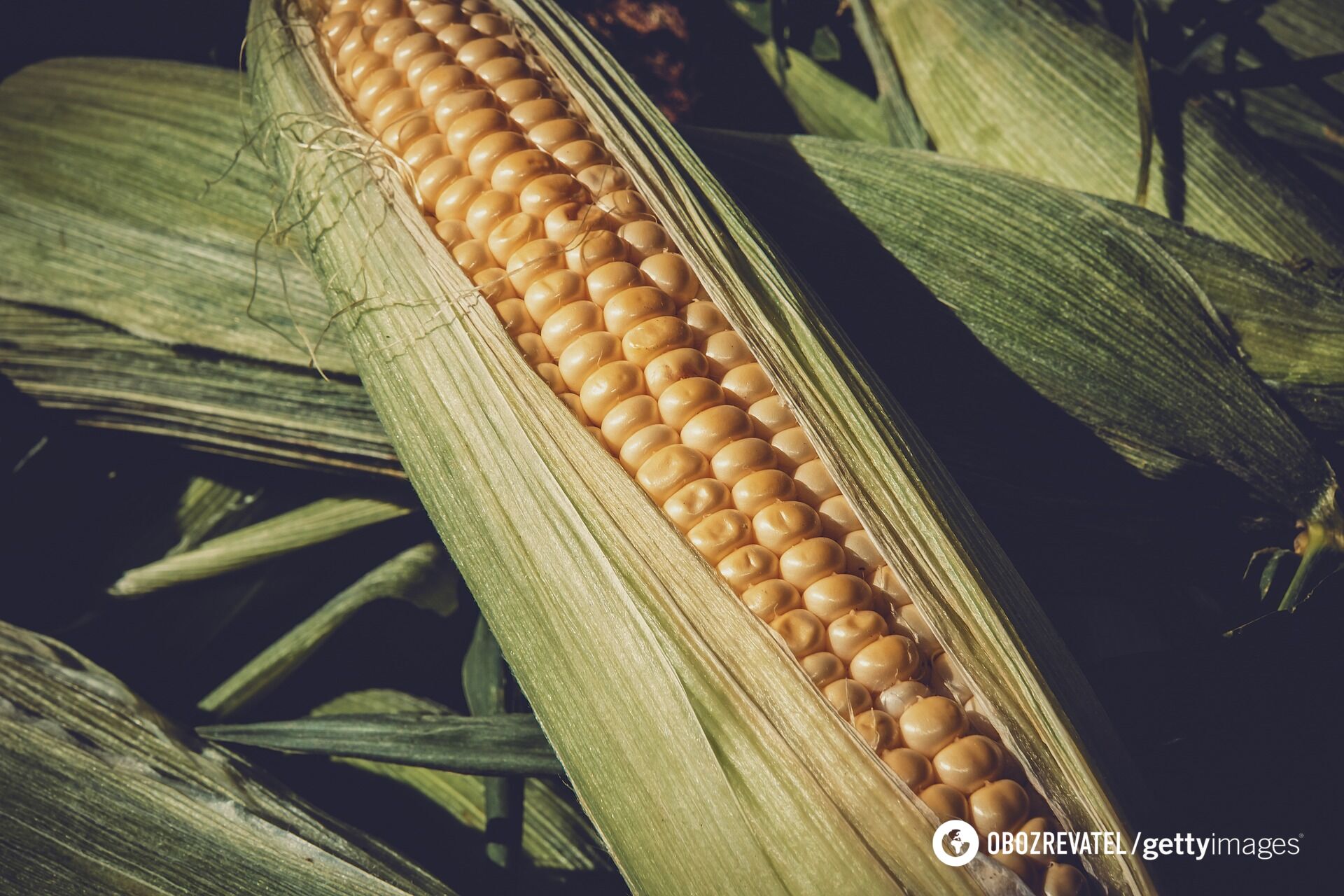 How to cook whole corn deliciously