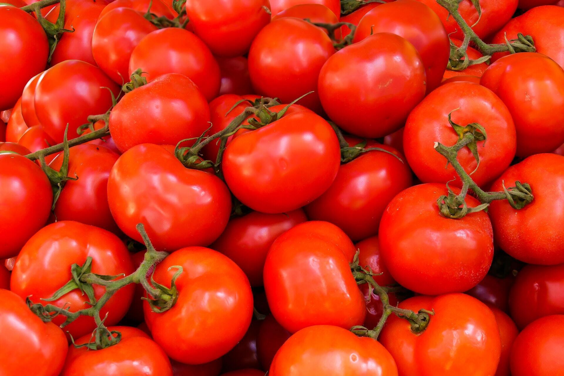 Tomatoes for the dish