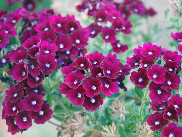 How to grow fragrant verbena in your own garden: tips for beginners