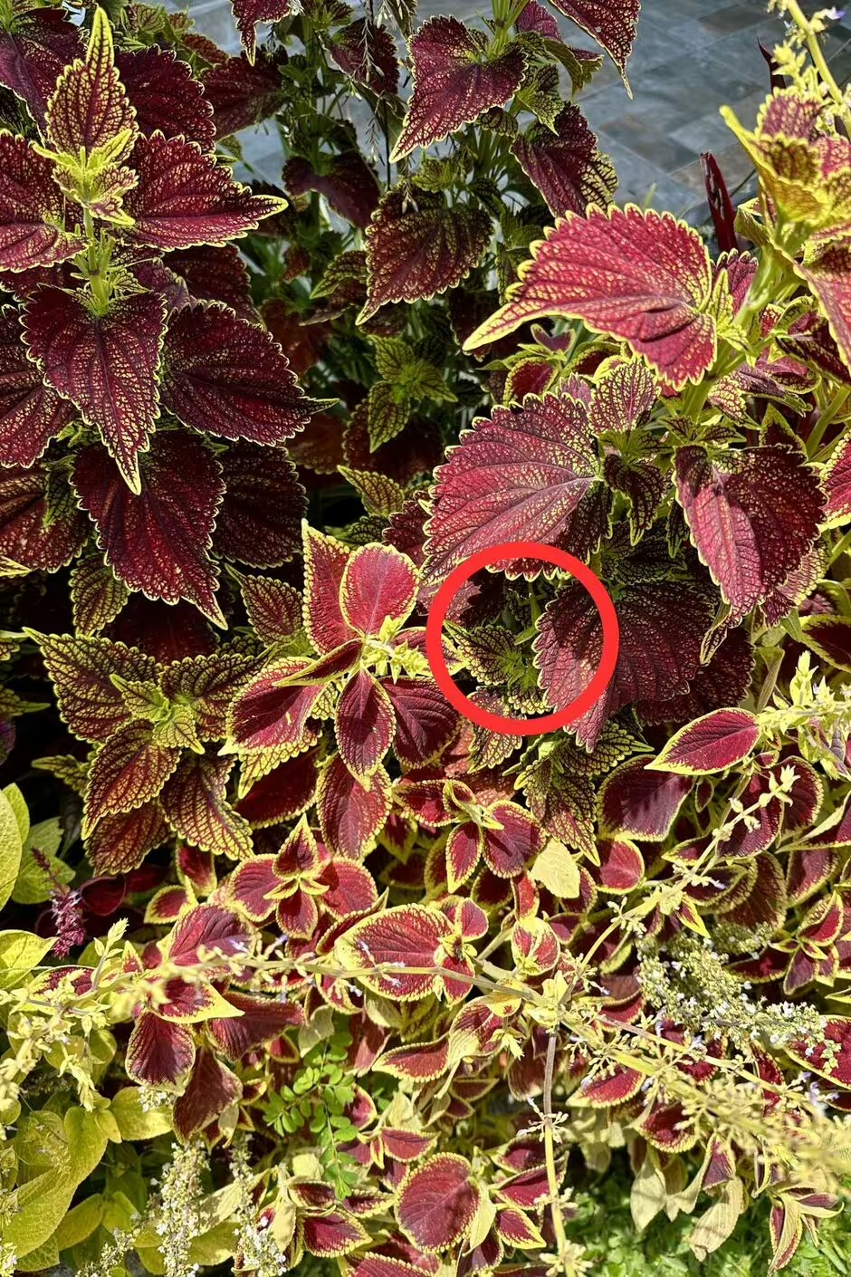 Find the lizard in the picture: a puzzle that only a few can solve