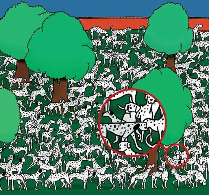 Find the strange Dalmatian among his spotted friends: a puzzle that will make your eyes hurt