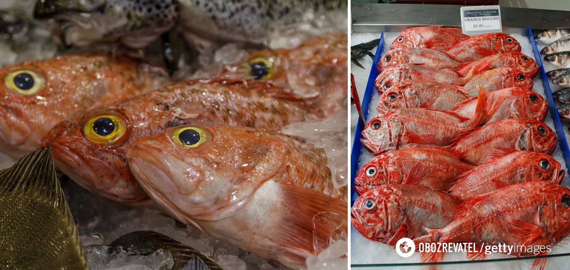 Deep sea bass live up to 100 years.