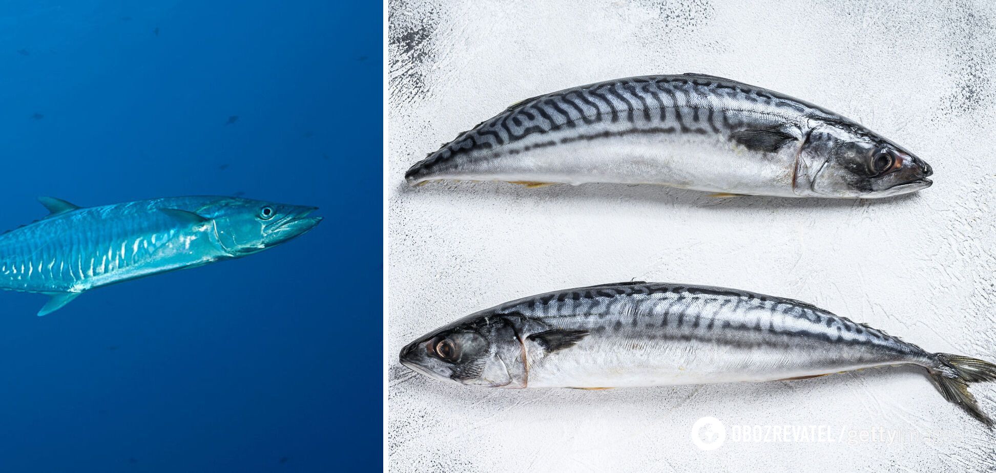 Mackerel should not be eaten by children and pregnant women.