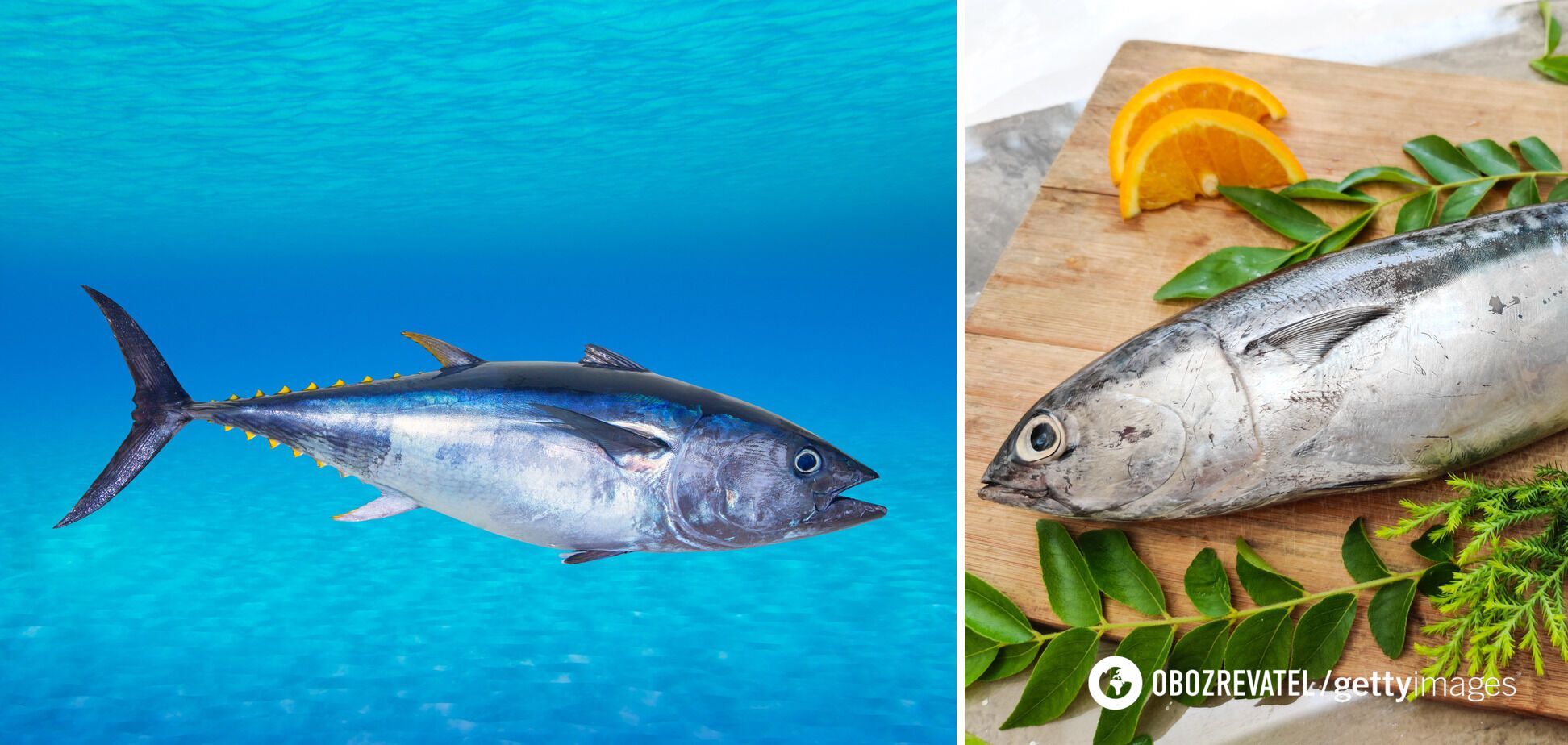 Bluefin tuna contains mercury in the body.