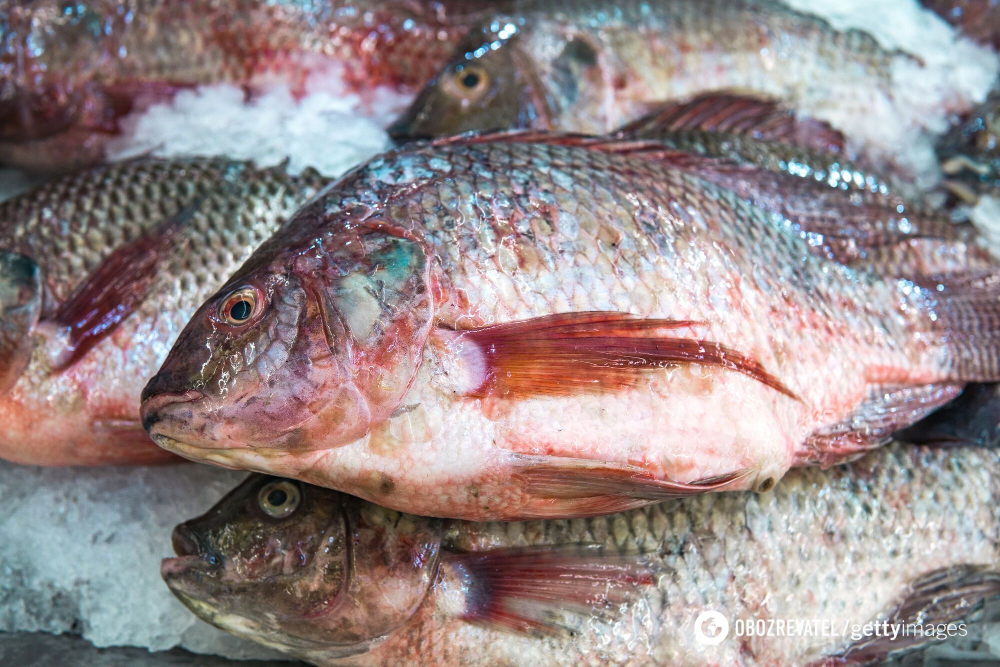 Red lucian is often replaced by tilapia or sea bass.