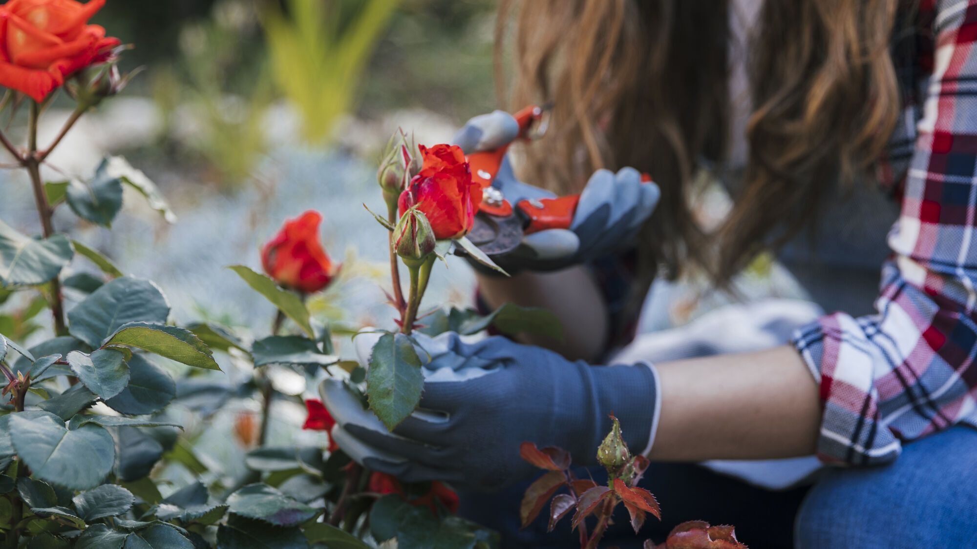 Special care required: how to care for roses in the garden in autumn