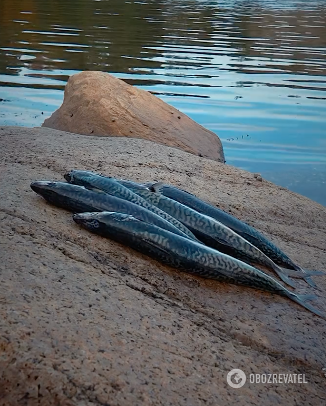 How to cook mackerel deliciously