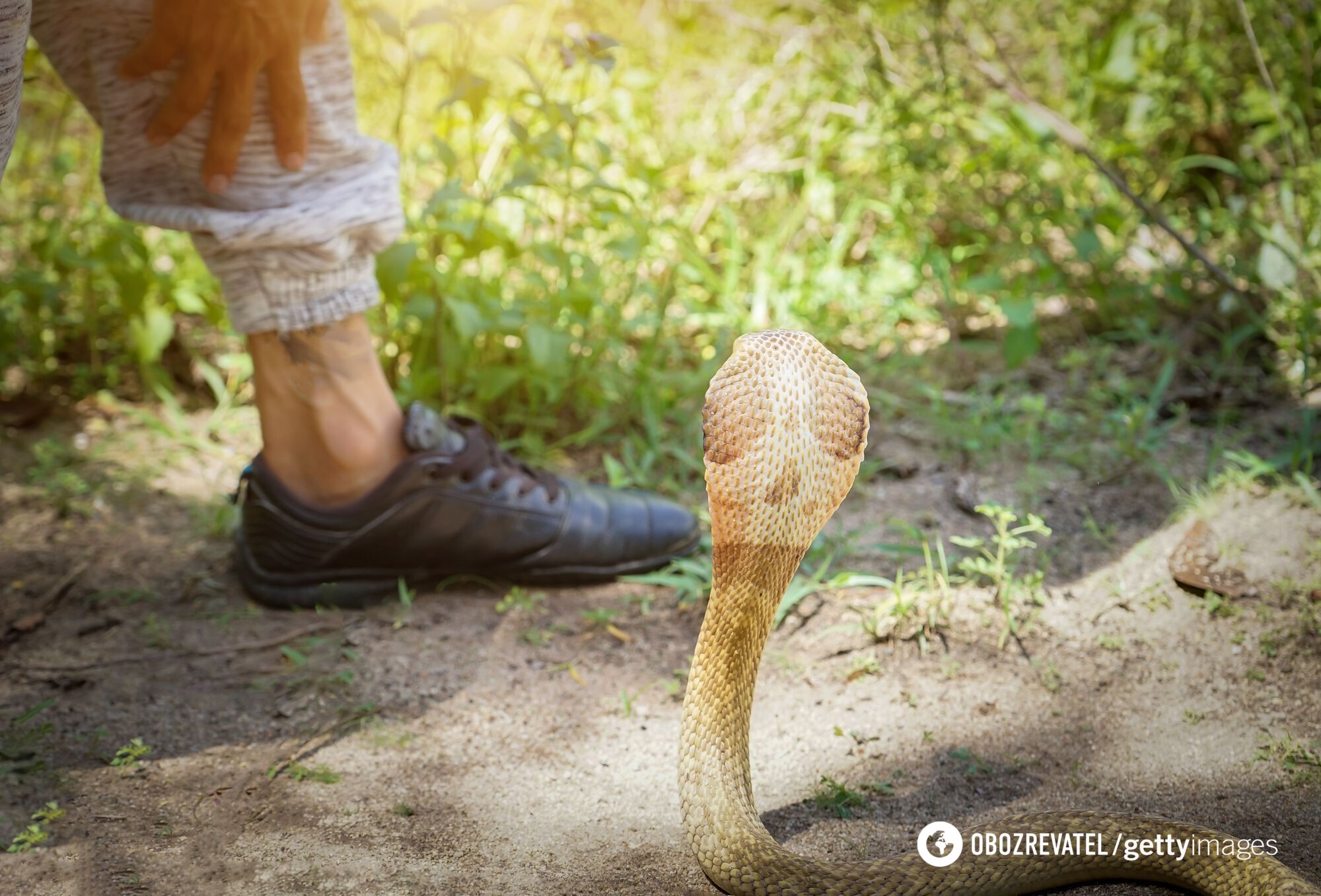 Snake bites tourist after crawling under his T-shirt in France