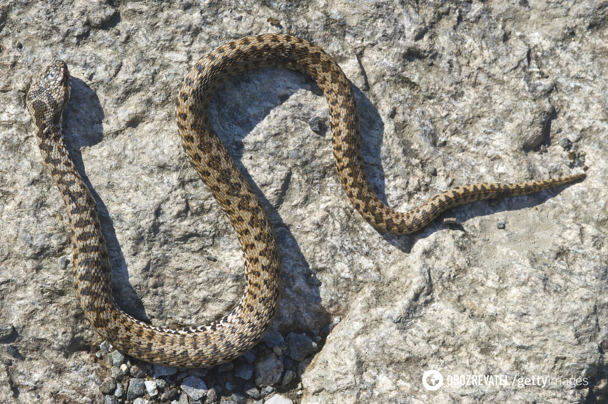 Snake bites tourist after crawling under his T-shirt in France