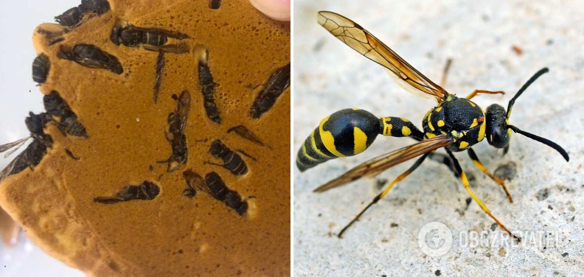 Cookies with wasps