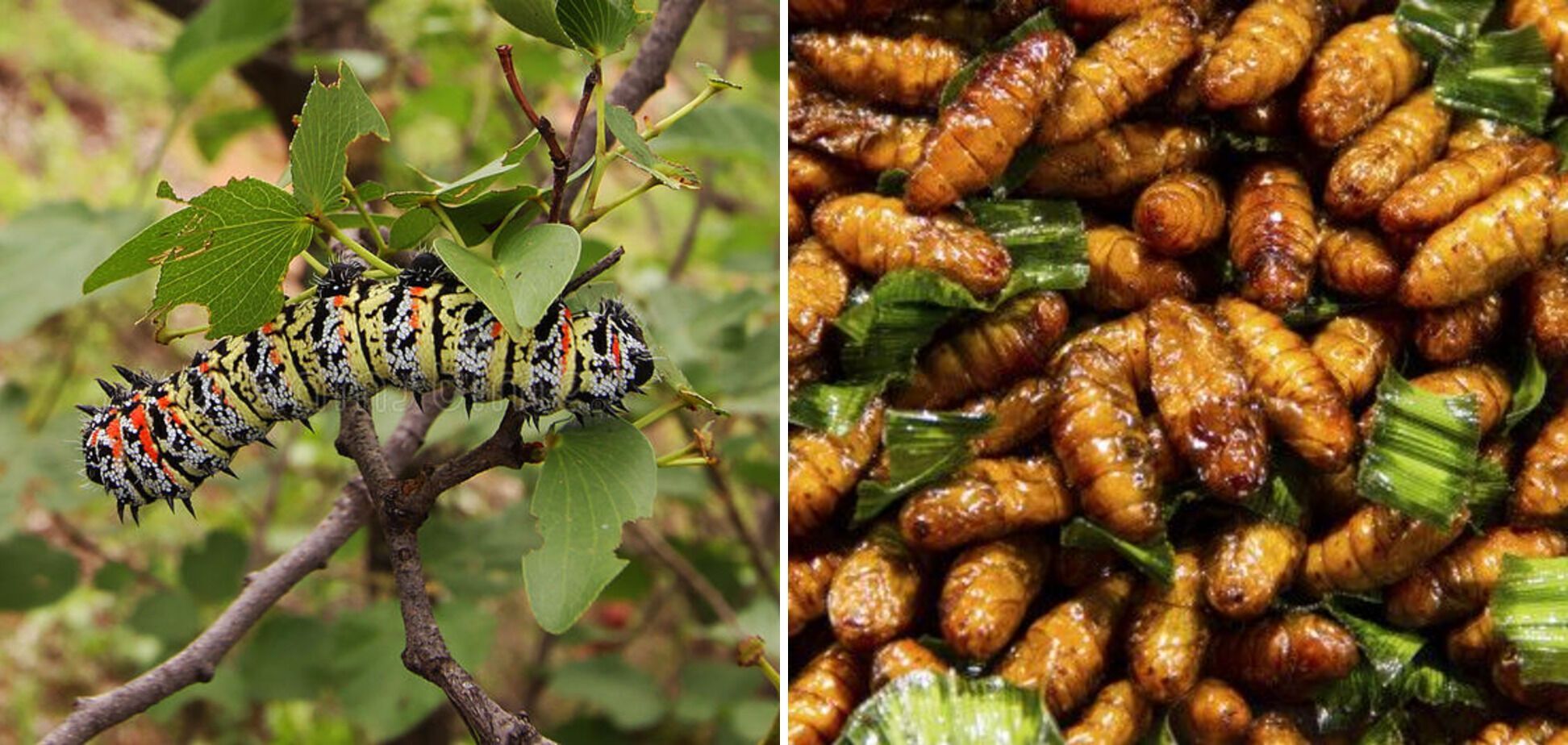 Mopane caterpillars