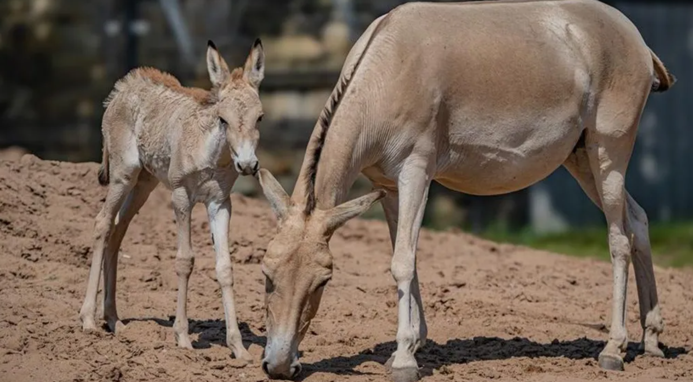 Jedno z najrzadszych zwierząt na Ziemi urodziło się w brytyjskim zoo. Zdjęcia