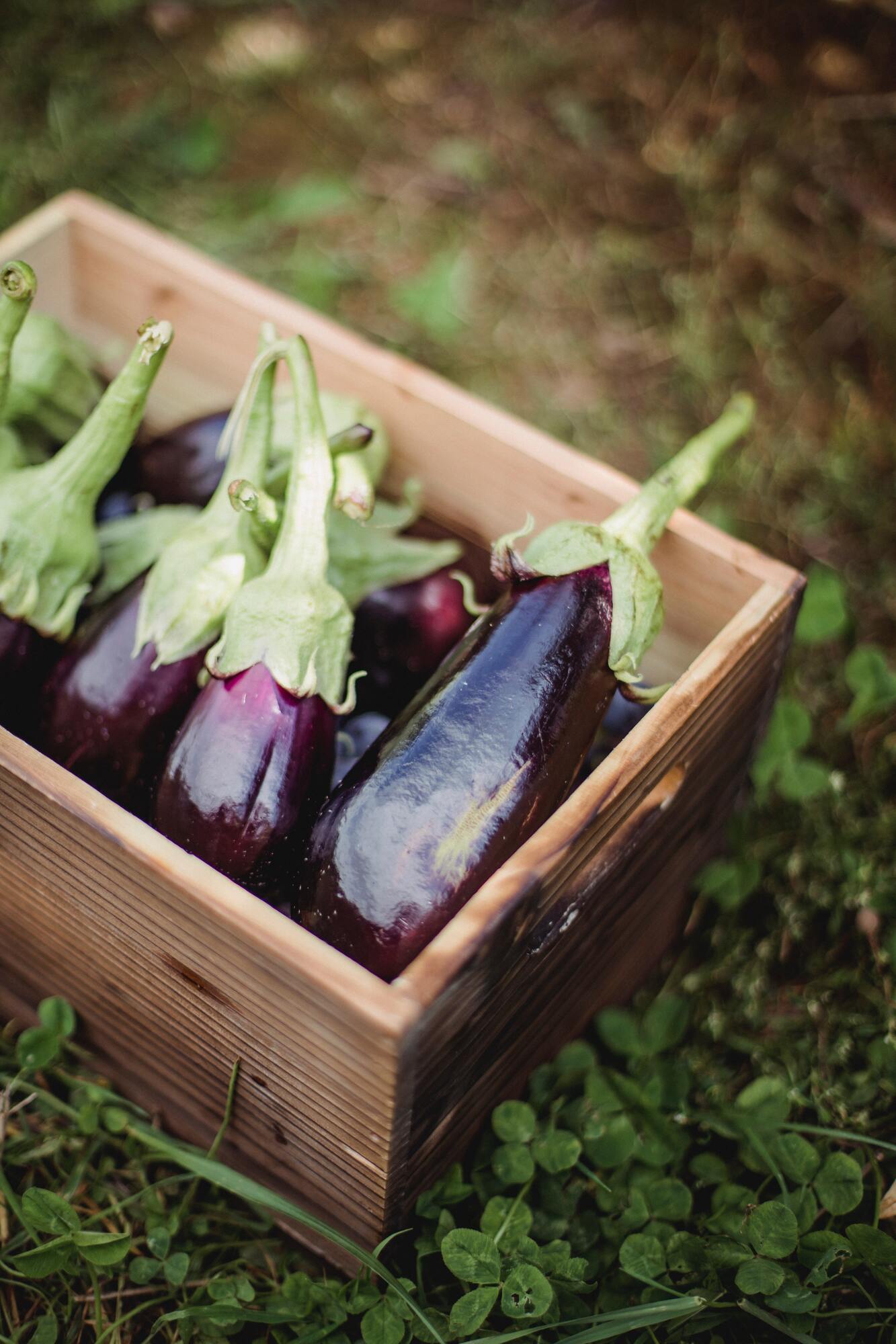 Eggplants for the dish.