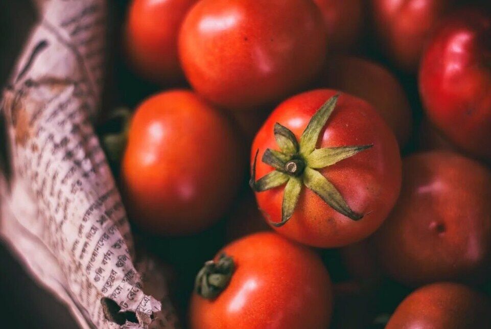 Tomatoes for the dish.