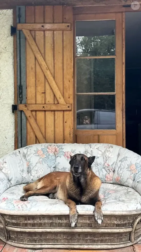 Despite the actor's wishes. Relatives did not allow Alain Delon's dog, with whom he wanted to die on the same day, to be put to sleep