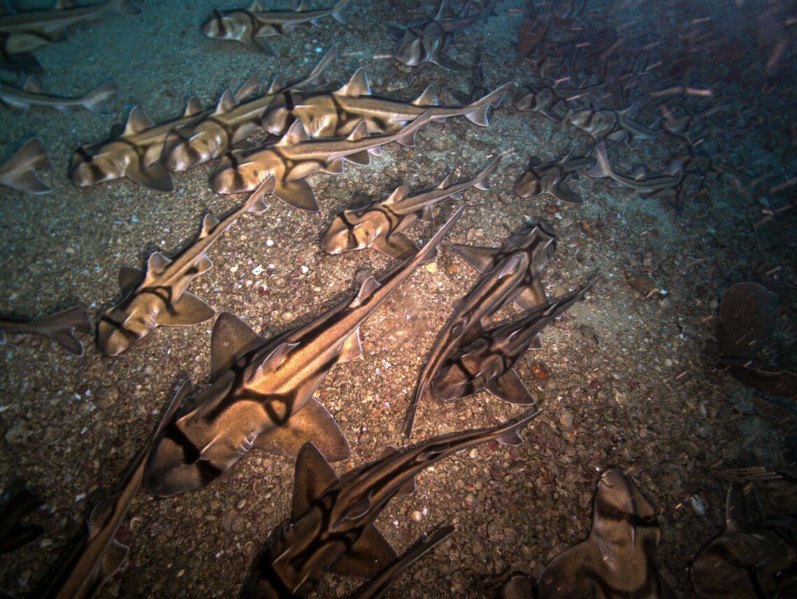 'Carpet' on ocean floor: scientists stumble upon thousands of sleeping sharks