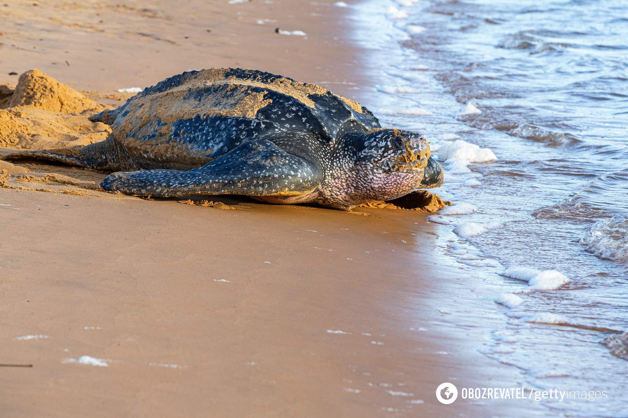 Weight 300 kilograms, length 2 meters: what the world's largest turtle looks like. Photo