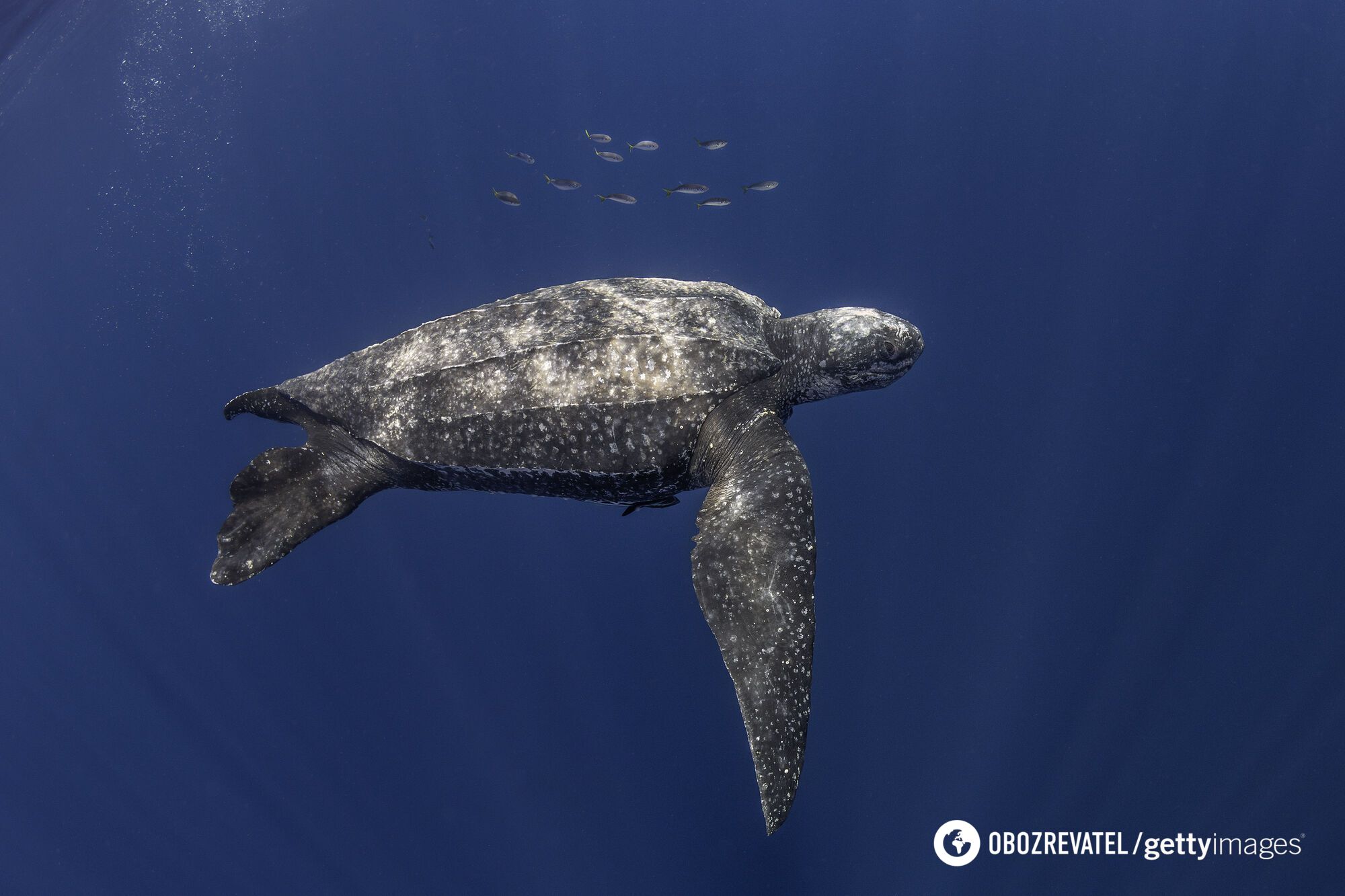 Weight 300 kilograms, length 2 meters: what the world's largest turtle looks like. Photo