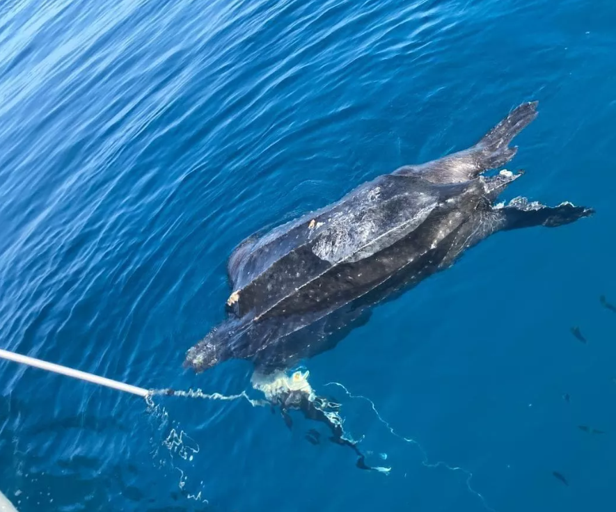 Weight 300 kilograms, length 2 meters: what the world's largest turtle looks like. Photo