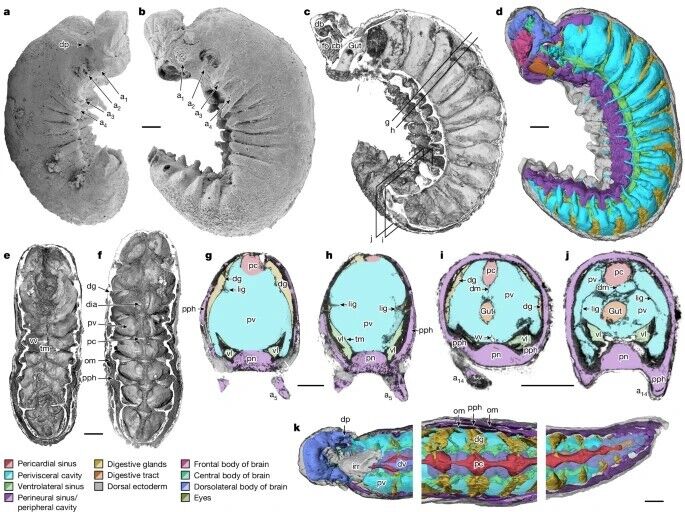 A 500 million-year-old larva fossil with a preserved brain was found in China: scientists' jaws dropped. Photo