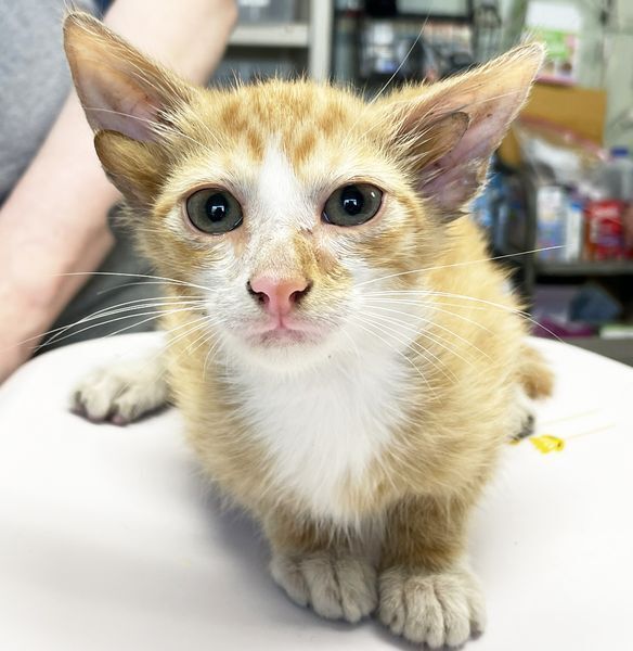 A kitten with four ears discovered in the United States has been called a genetic miracle. Photo